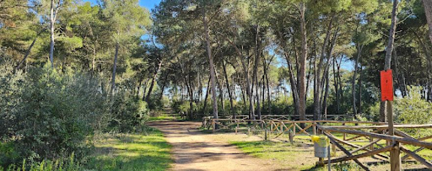 Pineta di Sogliano