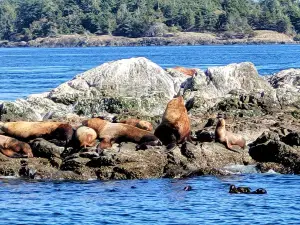 Outer Island Excursions