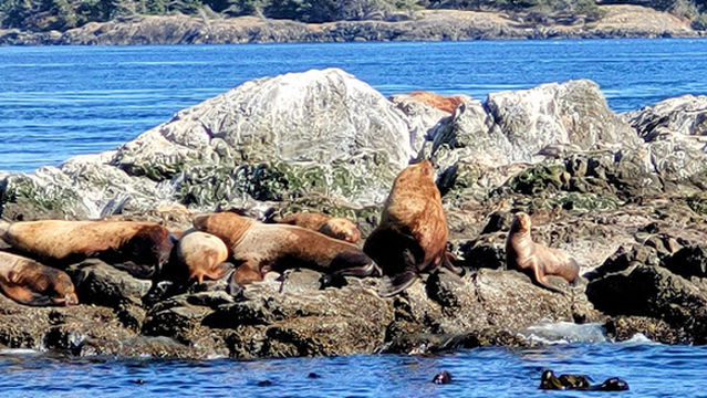 Outer Island Excursions