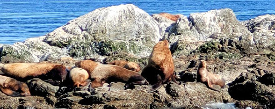 Outer Island Excursions