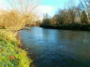 Roer