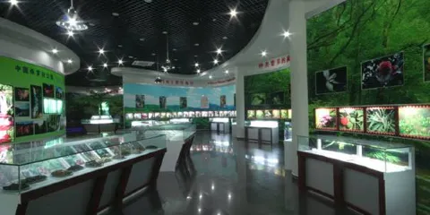 中國桫欏博物館
