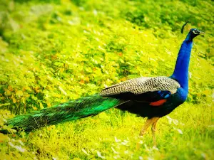 Bandipur National Park