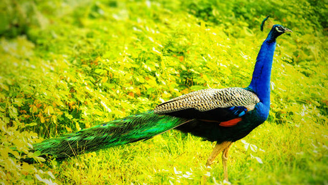 Bandipur National Park