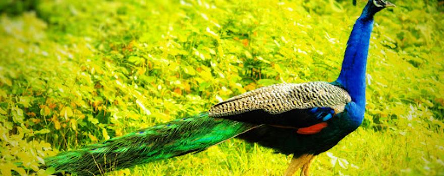 Bandipur National Park