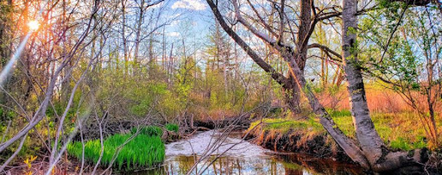 Lakeville Swamp Nature Sanctuary