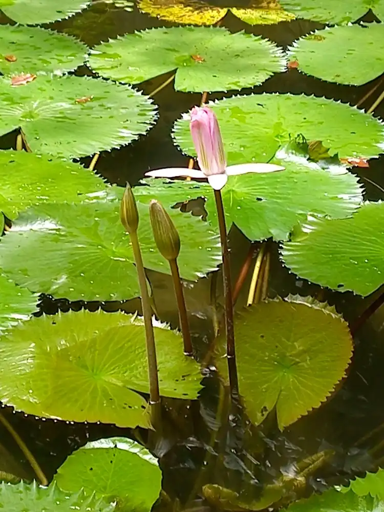 Hotels near Zoobotanical Park - Emílio Goeldi Museum
