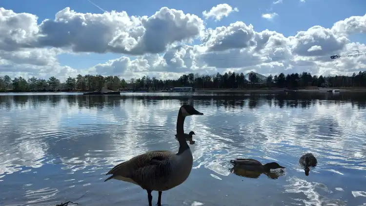 Hotels near Center Parcs de Vossemeren