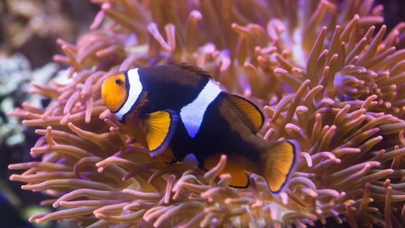 SEA LIFE Oberhausen