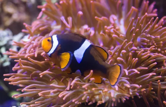 SEA LIFE Oberhausen門票成人