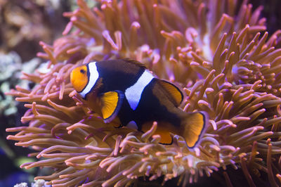 SEA LIFE Oberhausen