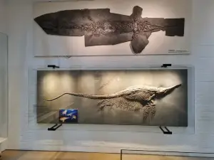 Urwelt Museum Hauff