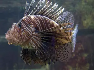 Aquarium GEOMAR