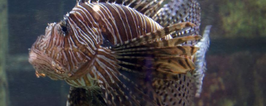 Aquarium GEOMAR
