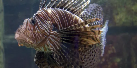 基爾水族館