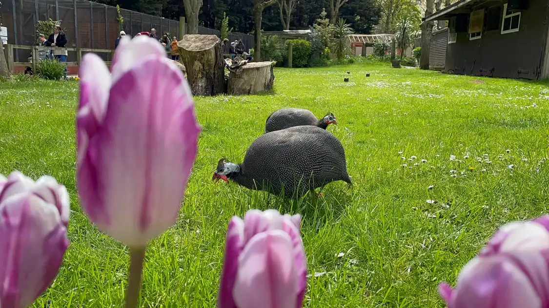 Hotel dekat Kirkleatham Owl Centre