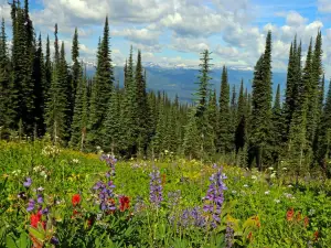 Meadows in the Sky Pkwy