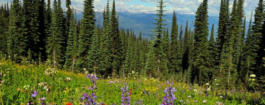 Meadows in the Sky Pkwy