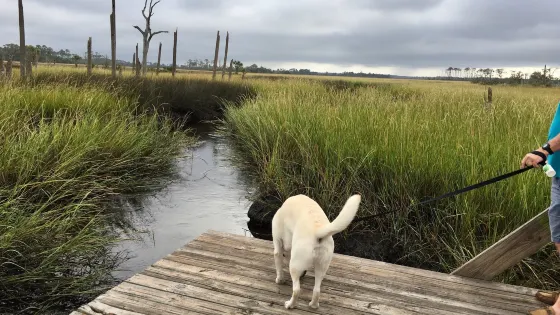 Cradle Creek Preserve