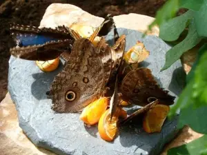 Jardin Des Papillons