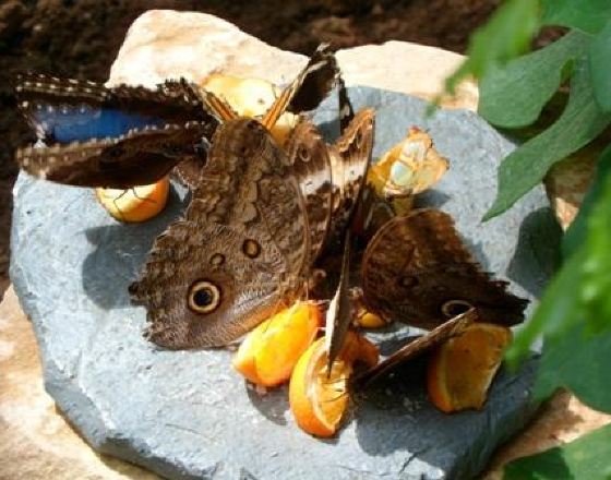 格雷文馬赫 自由行套票