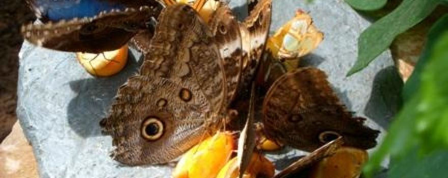 Jardin Des Papillons
