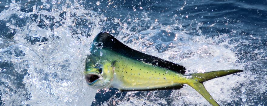 Arafura Bluewater Charters