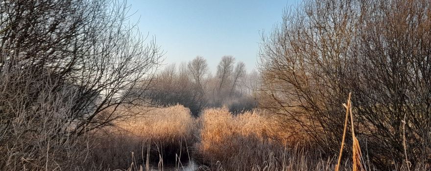 RSPB Lakenheath Fen