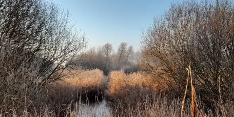 Lakenheath Fen RSPB Reserve