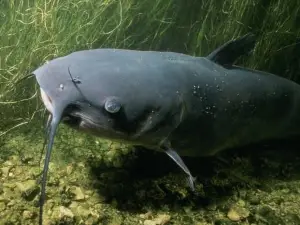 Catfish Cove