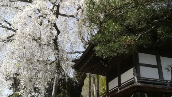浄福寺