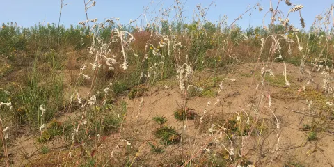 Sand Dunes Natural History Area