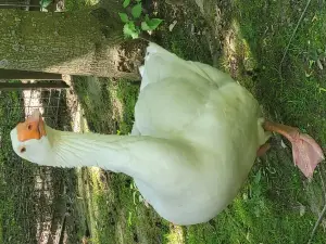 Freiberg Zoo