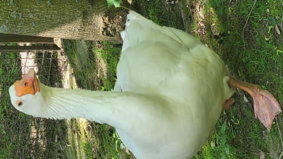 Freiberg Zoo