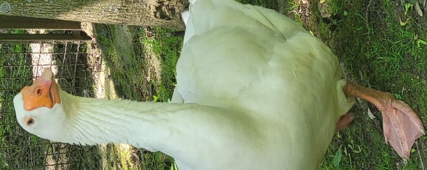Freiberg Zoo