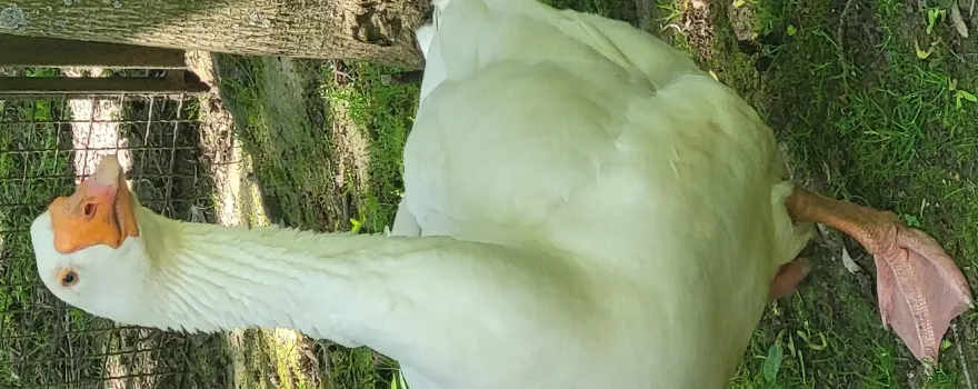 Freiberg Zoo