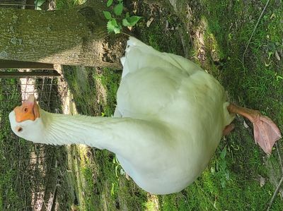 Tierpark Freiberg