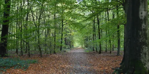 Buggenhout Bos