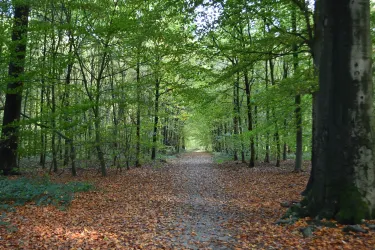 Buggenhout
