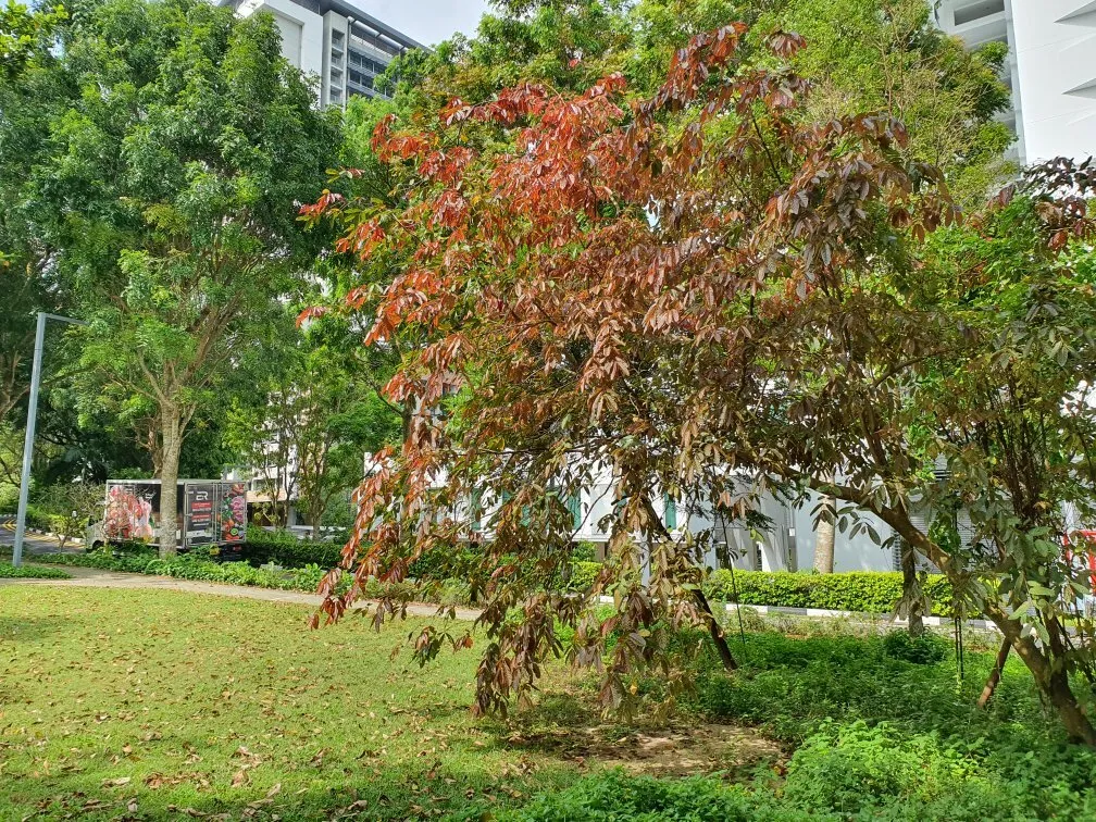 4_Medway Park Colonial Estate