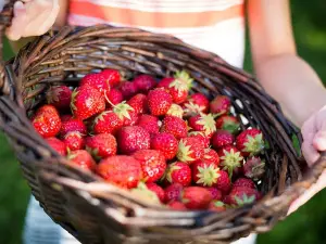 Laxmi Strawberry Farm