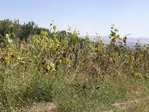 Simiganj River