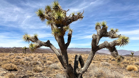 Father Crowley Overlook