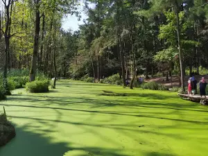 Saravan Forest Park - Phase 2