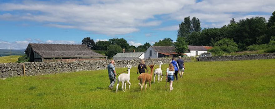 Nith Valley Alpacas