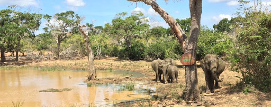 Yala Ceylon Safari