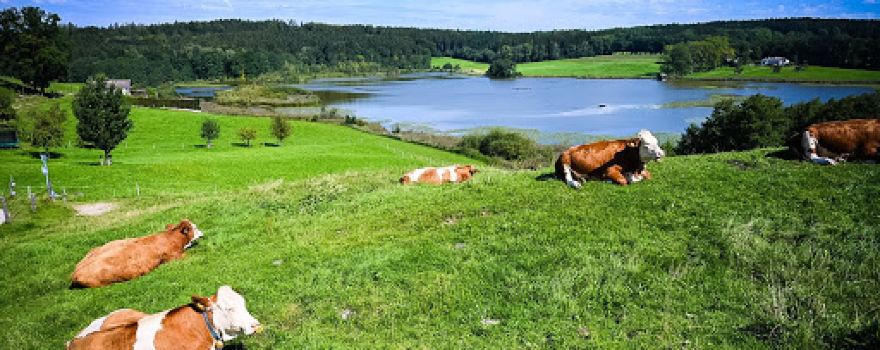 Vogelfreistätte Egglburger Lake