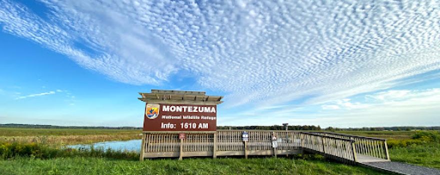 Montezuma Refuge Eagle Sculpture