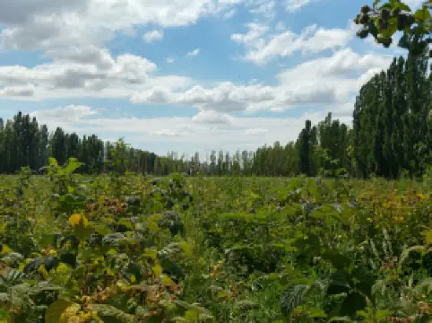 Ana del Sol Frutos De Montaña casa de té