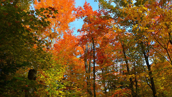 Hardwood Lookout Trail